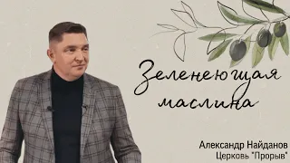 #Проповеди #Прорыв #Церковь   "Зеленеющая маслина" - АЛЕКСАНДР НАЙДАНОВ