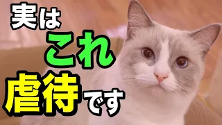 絶対やめて！猫を悲しませる飼い主の行動7選を獣医師が解説します