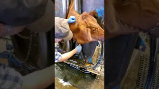 Lancing an Abscess on a Cow