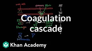 Coagulation cascade | Human anatomy and physiology | Health & Medicine | Khan Academy