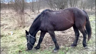 День в селі. Кінь. Підсніжники. Укулеле.