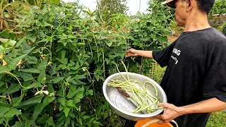 Living in the countryside have food to eat. Bannok in Laos