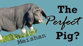Meishan - Is it the PERFECT pig breed?