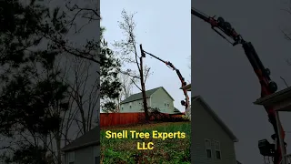 Dead pine removal using remote-controlled knuckle-boom grapple-saw crane (Snell Tree Experts LLC)