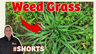 HOW to kill WEED GRASS without killing grass | FAST and EASY THAT WORKS #shorts