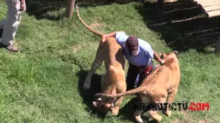 Brand New Big Cat Show At GW ZOO