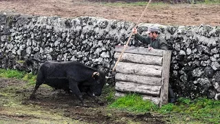 Trabalho de Campo na ganadaria CAJAF a 4 de Abril de 2015