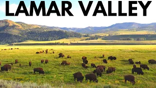 Yellowstone's Lamar Valley: The American Serengeti