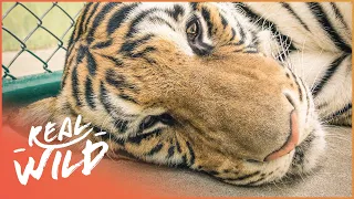 Tiger Transportation Takes Dramatic Turn When Tranquiliser Fails | Wild Animal Rescue | Real Wild