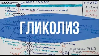 ГЛИКОЛИЗ: Что, зачем и почему? // Биохимия простыми словами