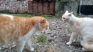 kucing besar merasa jagoan hari ini