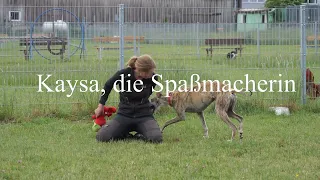 Kaysa, die Spaßmacherin, sucht ein Zuhause