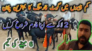 Start Your Own Goat Farm In Low Investment - Goat Farming Buisness in Pakistan