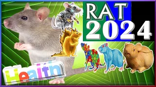 Rat Horoscope 2024 | Health | Born 2020, 2008, 1996, 1984, 1972, 1960, 1948, 1936