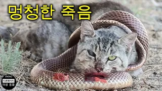 엉뚱한 상대를 공격했을 때 가장 정신 나간 뱀 부상 순간 30가지와 그 다음에 무슨 일이 일어났나요? | 야생 동물 공격