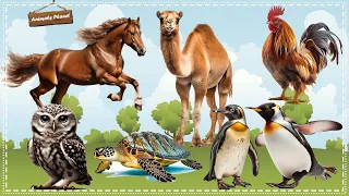 Discover the Amazing World of Animal Sounds: Penguin, Camel, Horse, Chicken, Owl, Turtle