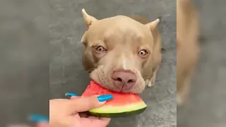 Dogs Enjoy Eating x Cute Video To Make You Smile 2022