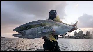 Massive Sydney Harbour Kingfish