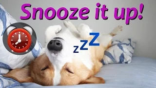 SNOOZE IT! - Topi the Corgi