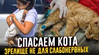 Кота сбила машина😱 спустя 5 часов он дождался помощи, на нём уже полно опарышей🤢