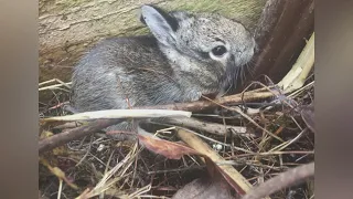 Iowa DNR: Don't try to rescue 'orphaned' baby animals this spring