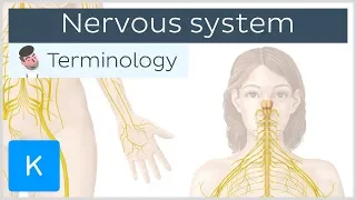 Nervous system - Anatomical terminology for healthcare professionals | Kenhub