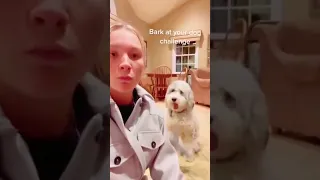 А как твоя собака реагирует на гав?)) 😍🐶❤️  #funny #dogs #reaction