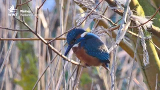 Kingfisher hunting for fish and perching | WWT Welney