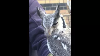 Owl changing shape at train station in Lake District