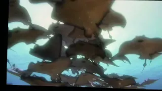 Finding dory stingray migration ￼