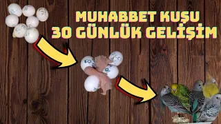 30 Günlük Muhabbet Kuşu Gelişimi   #keşfet #kesfet #keşfetteyiz #keşfetbeniöneçıkar #keşfetedüş