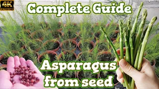 Growing Asparagus Spears - Seed to Harvest