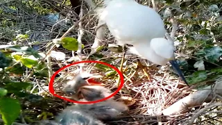 Baby bird little egre scream for food (nest 3)#birdshortanimation