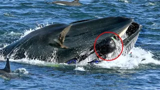 Whale Suddenly Swallowed A Diver,But 5 mins Later Everyone Started To Scream