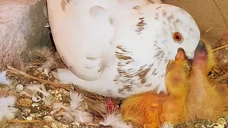 Baby White Pigeon || Video How to baby|| pigeon's grow up