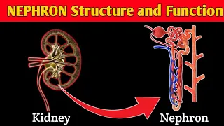 What is NEPHRON? || STRUCTURE and FUNCTION of NEPHRON || Parts of NEPHRON