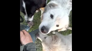 Tucker, Cowboy and Paislee