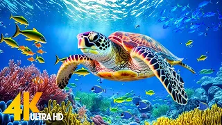 [NEW] 11HRS Stunning 4K Underwater Wonders + Relaxing Music | Coral Reefs & Colorful Sea Life