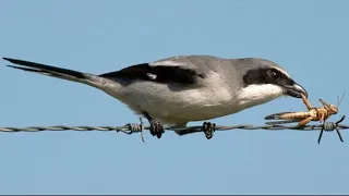 Preserving the Precious Legacy: The Endangered San Clemente Loggerhead Shrike