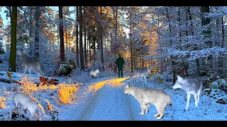Snowy Trail Cam Captures (Jan. 2024)