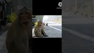 Monkey video  Animal video