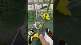 Pruning cucumber plants