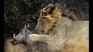 The Serengeti Lion -  Predator-Prey Relations Wildlife (Nat Geo)