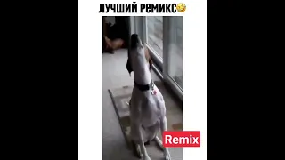 лучший ремикс от наших домашних животных