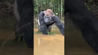 Pure muscle.  Wild Silverback gorilla smiles for the camera.  The Congo is great gorilla trekking!