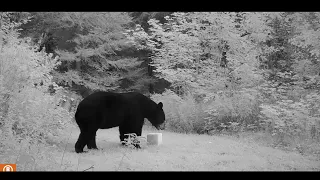 DANGER!  Two Bears and One Wolf - Trail Cam Video