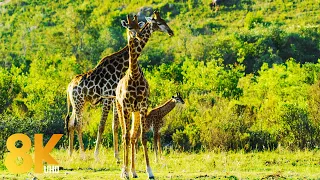 8K Animals Wildlife - Gondwana Game Reserve, Africa - Scenic Film about Incredible Wild Nature