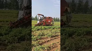 Amazing Peanut Harvester #satisfying #shortsvideo