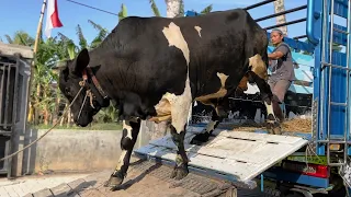 SAPI JUMBO PILIHAN ISTRI :D