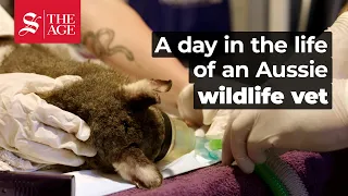 A day in the life of an Aussie wildlife vet